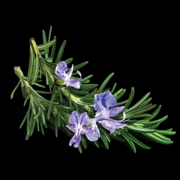 Rosemary